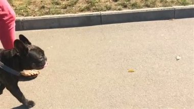 Fransız Bulldog köpek tasma kişinin yanına gider