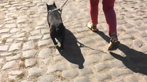 Fransk Bulldog hunden går i koppel bredvid personen — Stockvideo