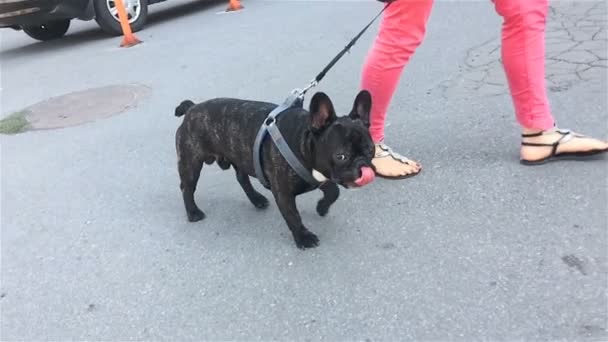 Bouledogue Français chien va en laisse à côté de la personne — Video