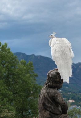 Beyaz tavus kuşu ile kapalı kuyruğu duruyor 