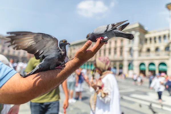 Zwei Tauben sitzend — Stockfoto