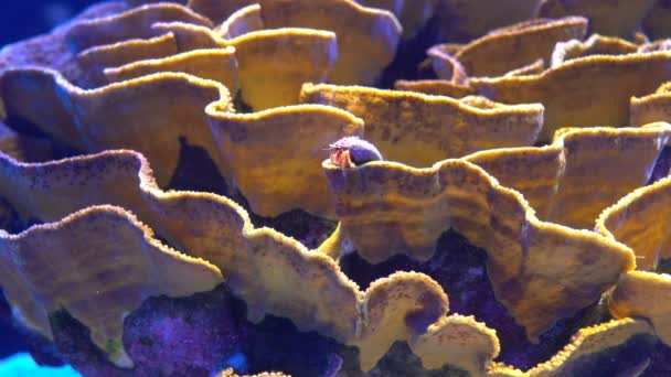 Cinemagraph Molusco Plano Coral Vida Marinha Subaquática — Vídeo de Stock