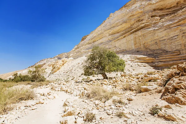 Negev-woestijn — Stockfoto