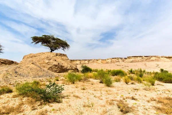 Grüner Baum wächst auf einem Hügel — Stockfoto