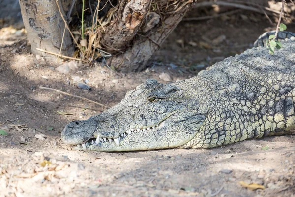 Grote krokodil — Stockfoto