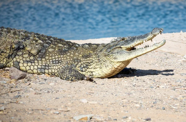 Coccodrillo sdraiato sulla riva rocciosa — Foto Stock