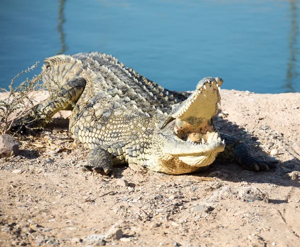 Krokodil op de rotsachtige kust — Stockfoto