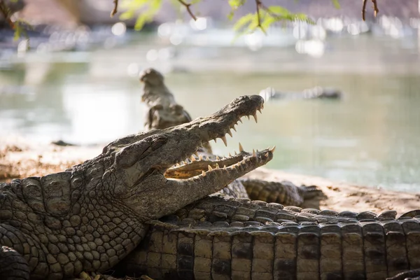 Two American crocodile — Stock Photo, Image
