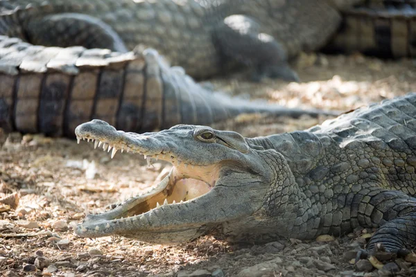 American Crocodile giace sulla riva — Foto Stock