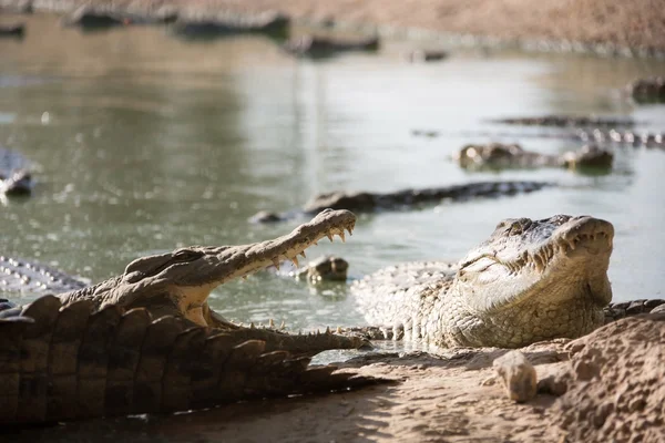 Many American crocodiles — Stock Photo, Image