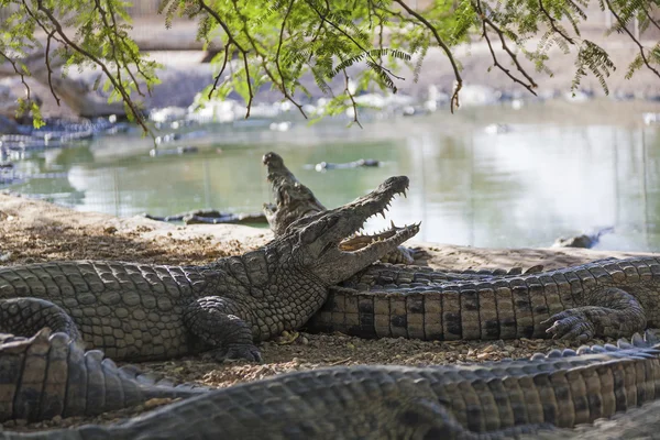Beaucoup de crocodiles américains — Photo