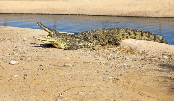 Grote spitssnuitkrokodil met een open mond — Stockfoto