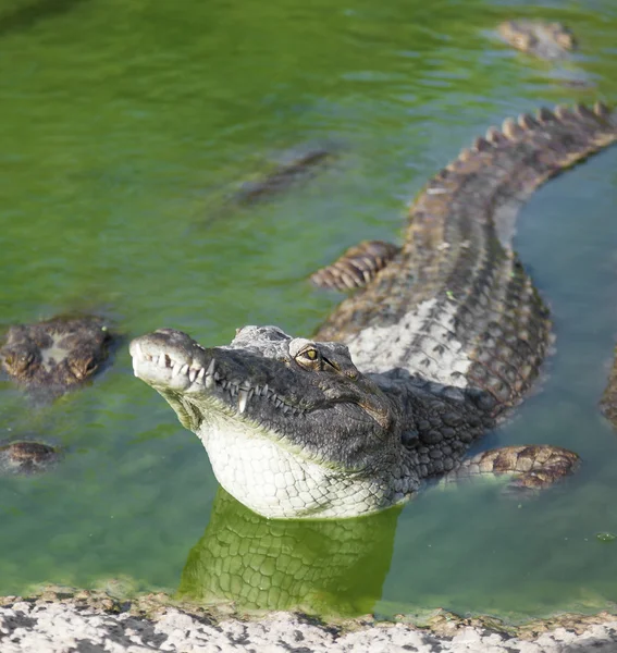 Alligator ligt in het water — Stockfoto