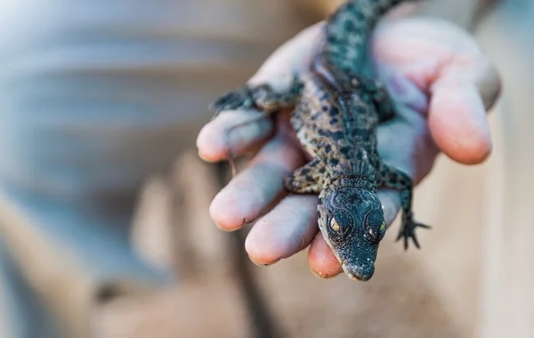 Caimán acostado en una mano — Foto de Stock