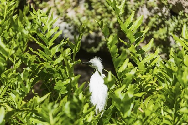 Bird sitting on green foliage — Stock Photo, Image
