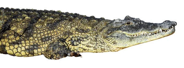 Large American crocodile — Stock Photo, Image