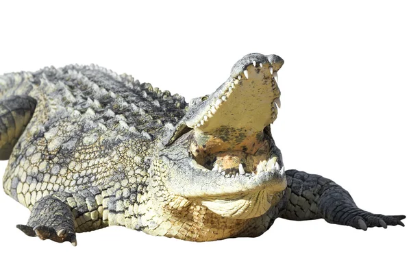 Krokodyl amerykański — Zdjęcie stockowe