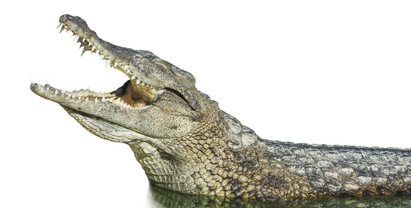 Grand crocodile américain à bouche ouverte — Photo