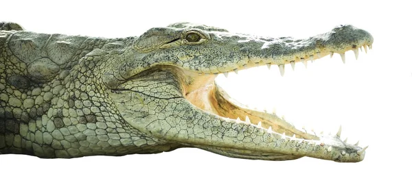 Крокодил с открытым ртом — стоковое фото