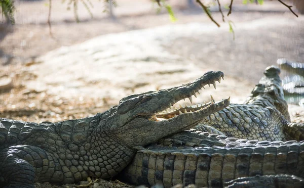 Krokodil liggend op de kust — Stockfoto