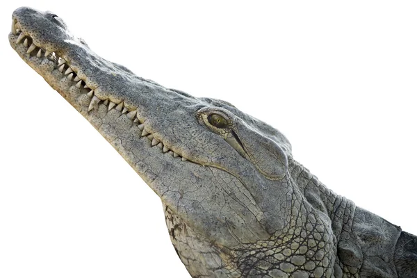 Crocodile head — Stock Photo, Image