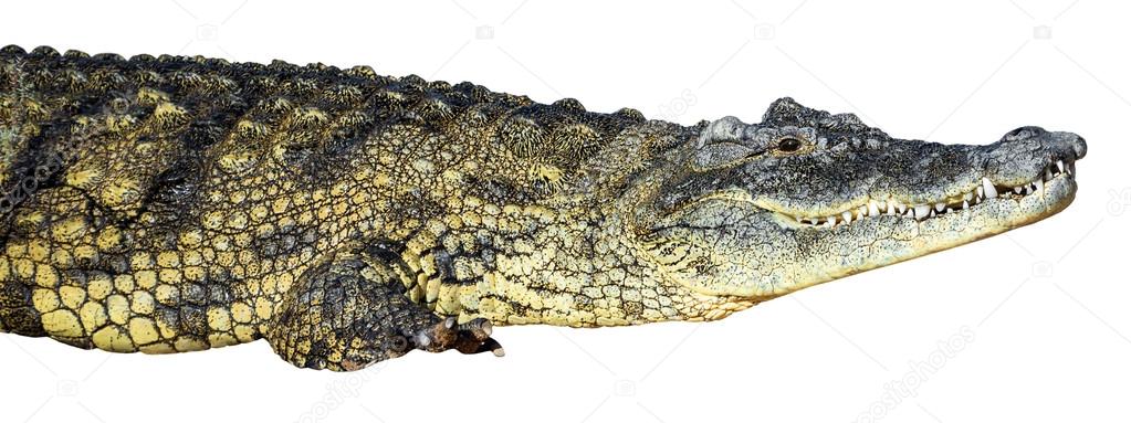 large American crocodile
