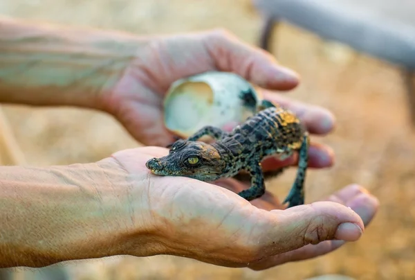 Αυγό εκεί cub είναι Αμερικανικός κροκόδειλος — Φωτογραφία Αρχείου