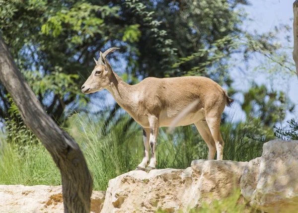 Wild mountain goat standing — Stock Photo, Image