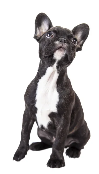 Französische Bulldogge — Stockfoto