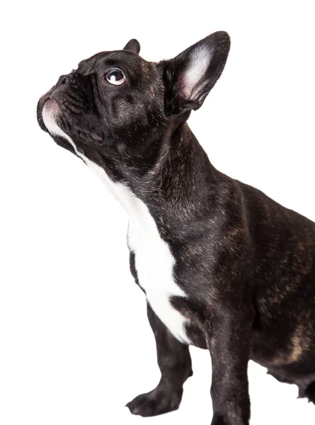 Fransk bulldog valp brindle — Stockfoto