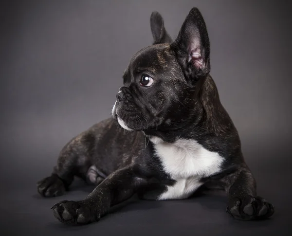 Liten hund fransk bulldogg — Stockfoto