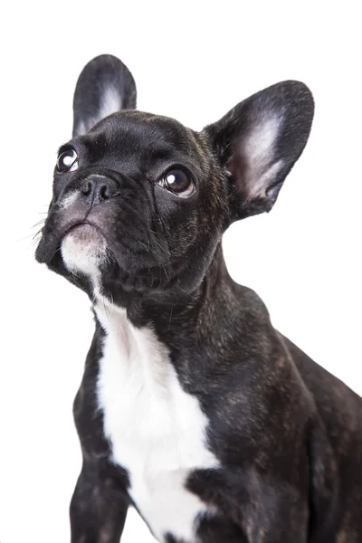 Hund schaut auf — Stockfoto