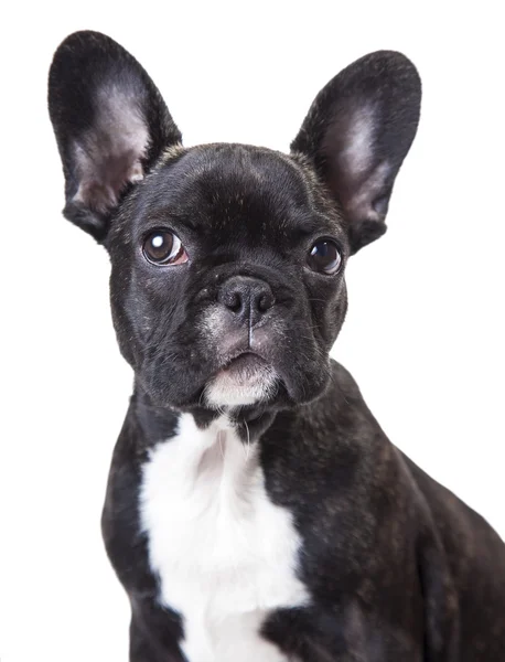 Porträtt av en fransk bulldog valp — Stockfoto