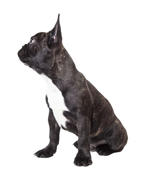 Piccolo bulldog francese — Foto Stock