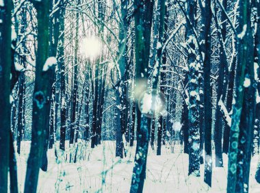  Karla kaplı ağaçlar