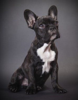 köpek yavrusu Fransız buldozer 