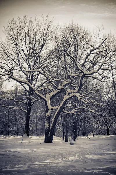 Paysage de la forêt d'hiver — Photo