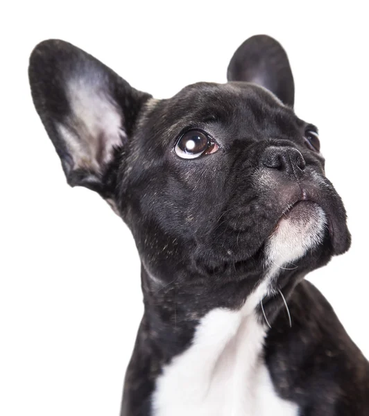 Porträt einer französischen Bulldogge — Stockfoto