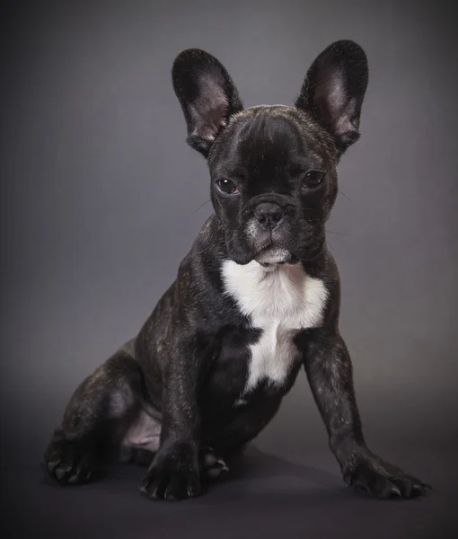 Собачий щенок французский бульдог — стоковое фото