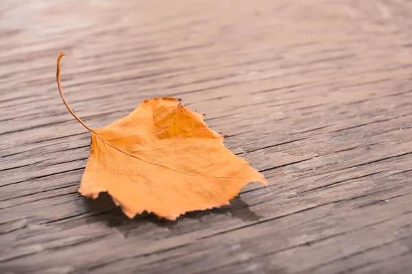 Droge herfstblad — Stockfoto