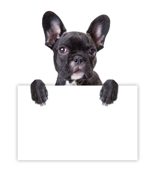 Hund behält ein Blatt Papier — Stockfoto