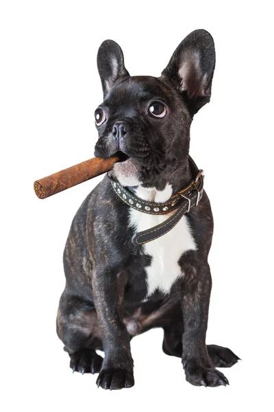 Chien bouledogue français assis avec un cigare — Photo