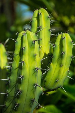 Yeşil dikenli kaktüs