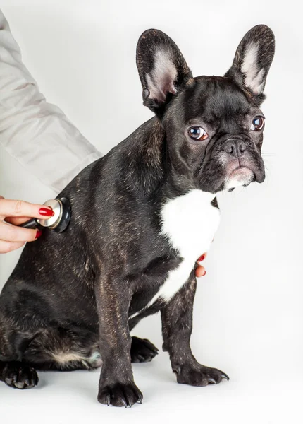 Bulldog francese dal veterinario — Foto Stock