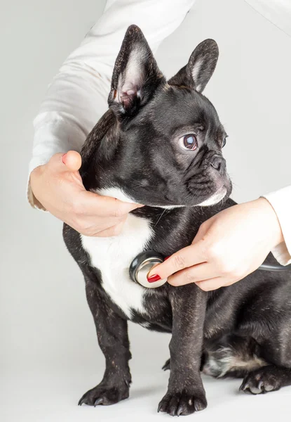 Französische Bulldogge beim Arzt — Stockfoto