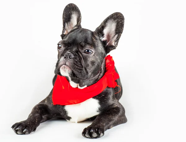 Cucciolo in sciarpa rossa — Foto Stock