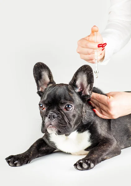 Veterinario per vaccinare cani giovani — Foto Stock