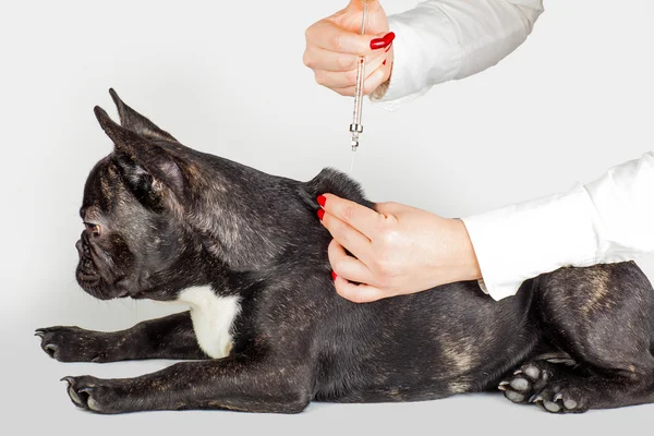 Arzt macht einen erschossenen Hund — Stockfoto