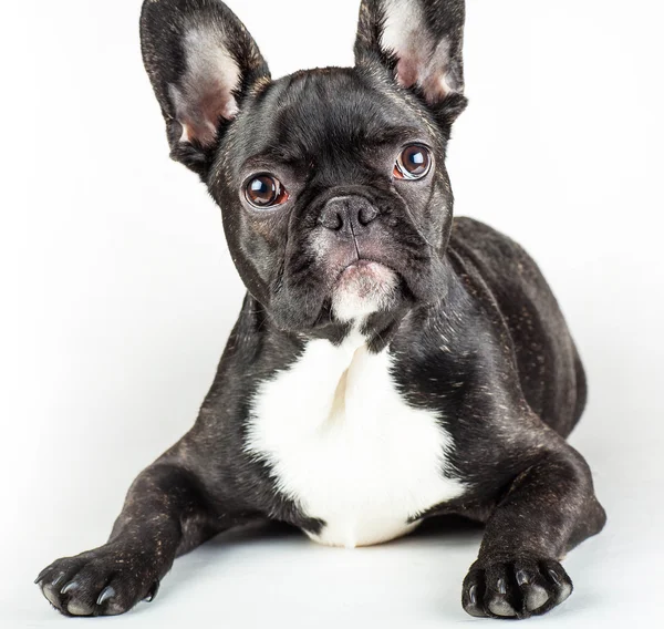 Fransk bulldog — Stockfoto