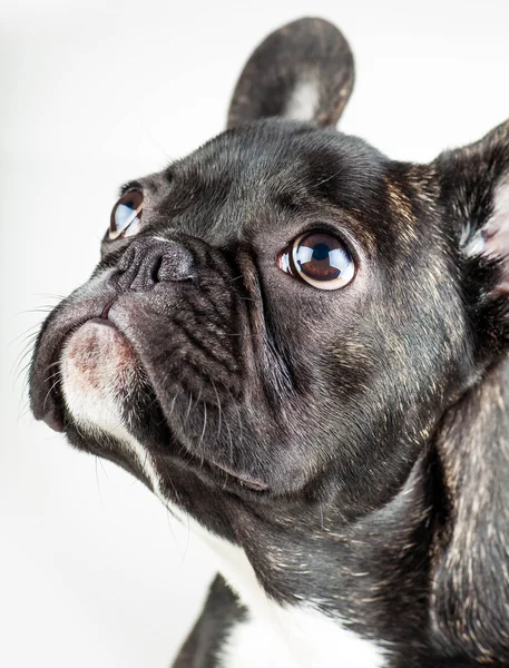 Portret van een jonge bulldog — Stockfoto